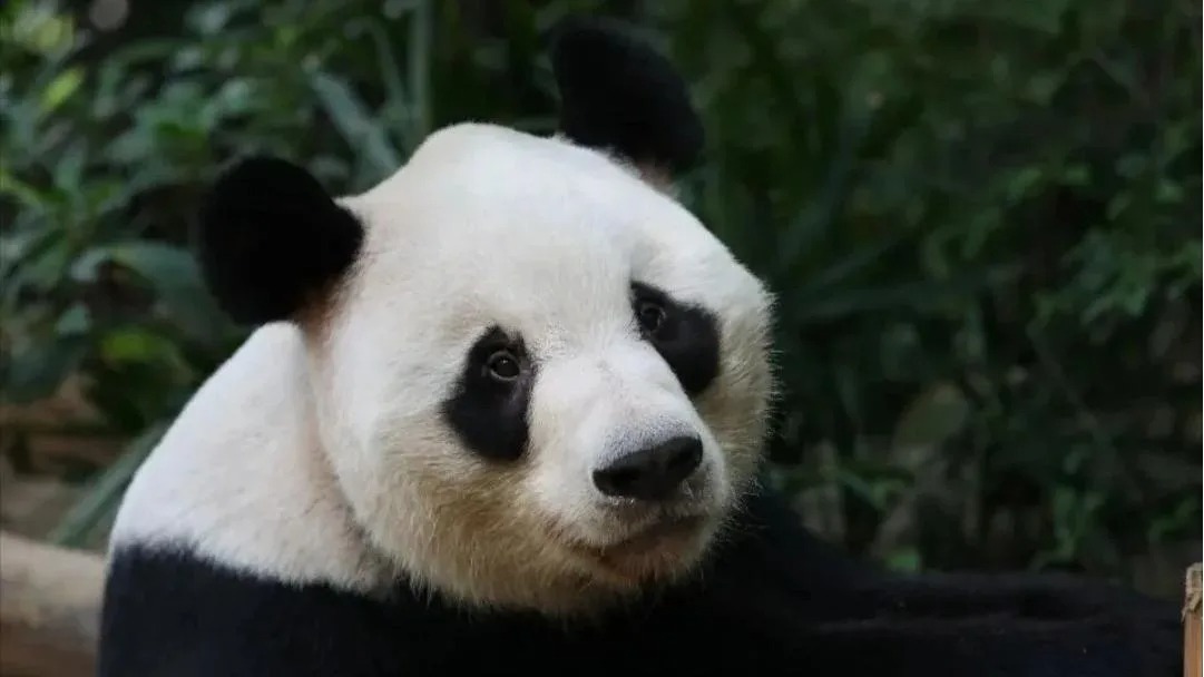 Qiu Bang, l'eccentrico anziano dei panda: i lineamenti unici e l'allevamento a Shenzhen