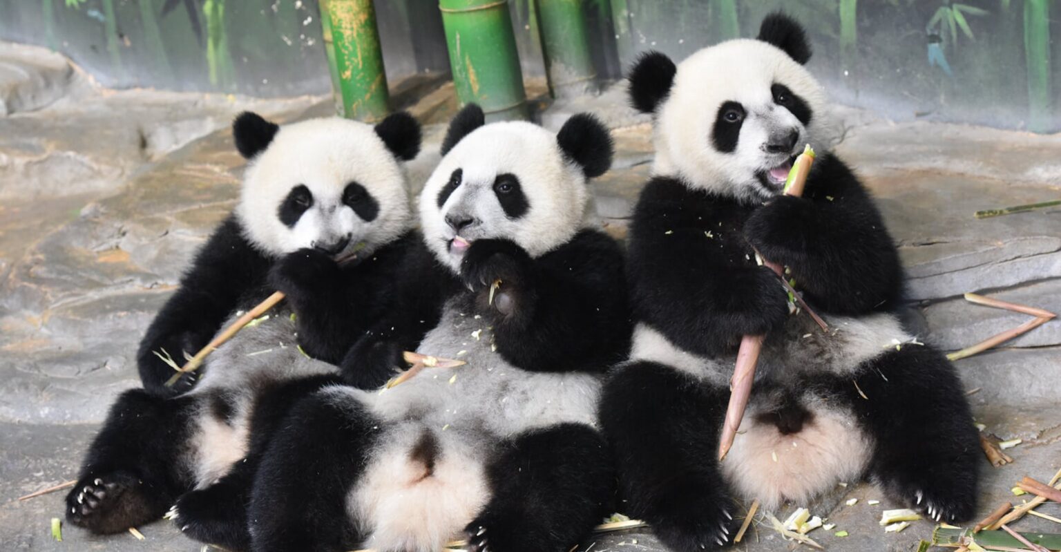 Ritmi del panda gigante: ciclo diurno, notturno o unico? Scopri tutto sulle abitudini di attività 