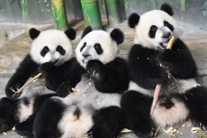 Ritmi del panda gigante: ciclo diurno, notturno o unico? Scopri tutto sulle abitudini di attività 