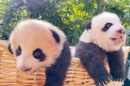 Shanghai Wild Animal Park, scelti i nomi dei panda gemelli nati nel 2025