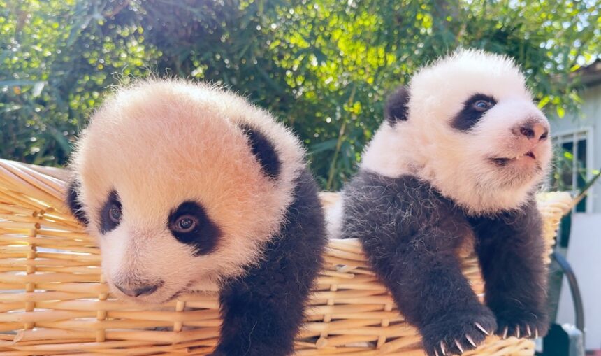 Shanghai Wild Animal Park, scelti i nomi dei panda gemelli nati nel 2025