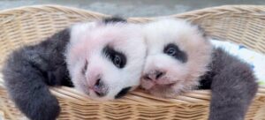 Shanghai, concorso per i nomi dei gemelli di panda: le 6 coppie finaliste e la data dei vincitori