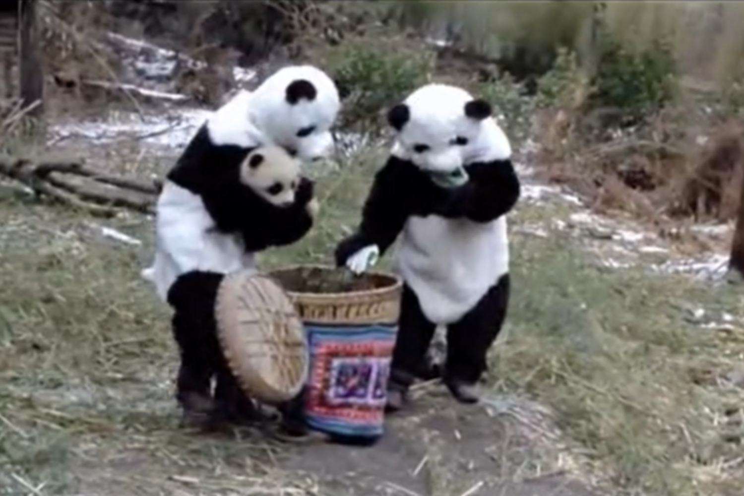 Si vestono da panda per salvare i cuccioli: la verità sui centri di conservazione in Cina