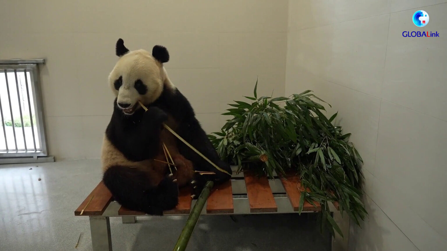 Sichuan, la Cina inaugura una nuova base di ricerca per i panda giganti