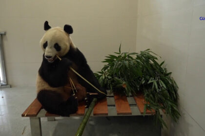 Sichuan, la Cina inaugura una nuova base di ricerca per i panda giganti