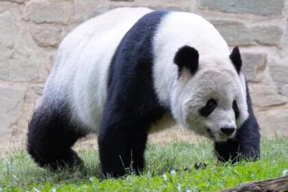 Storia del panda Tian Tian: il simbolo della cooperazione tra Cina e Stati Uniti