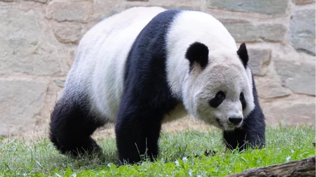 Storia del panda Tian Tian: il simbolo della cooperazione tra Cina e Stati Uniti