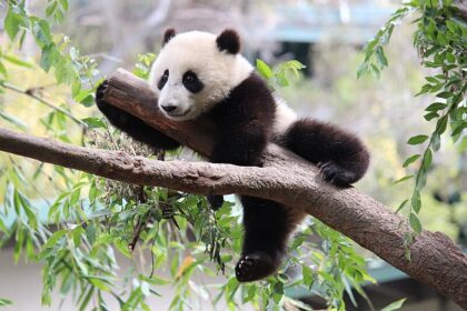 Xiao Liwu, il "Piccolo Regalo" dello Zoo di San Diego: storia, curiosità e conservazione