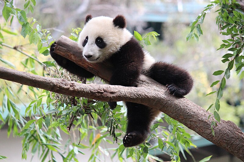 Xiao Liwu, il "Piccolo Regalo" dello Zoo di San Diego: storia, curiosità e conservazione