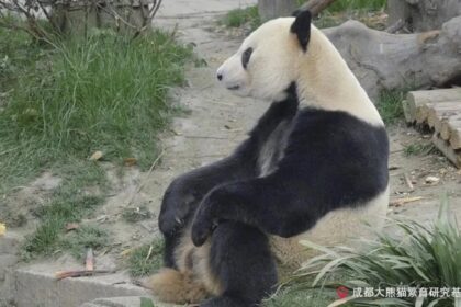 Xing Bang, il panda bilingue che affascina il web: la personalità e i segreti