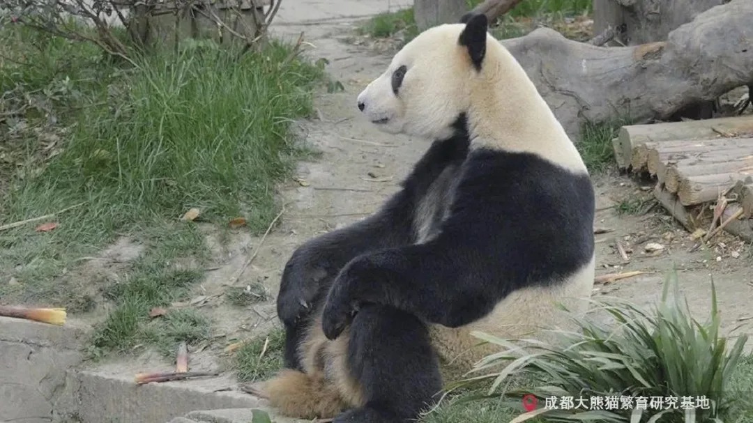 Xing Bang, il panda bilingue che affascina il web: la personalità e i segreti