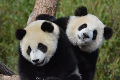 Belgio, Bao Di e Bao Mei, i panda gemelli debuttano in pubblico sul nuovo padiglione