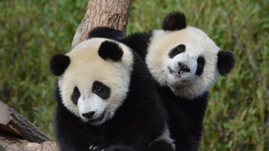 Belgio, Bao Di e Bao Mei, i panda gemelli debuttano in pubblico sul nuovo padiglione