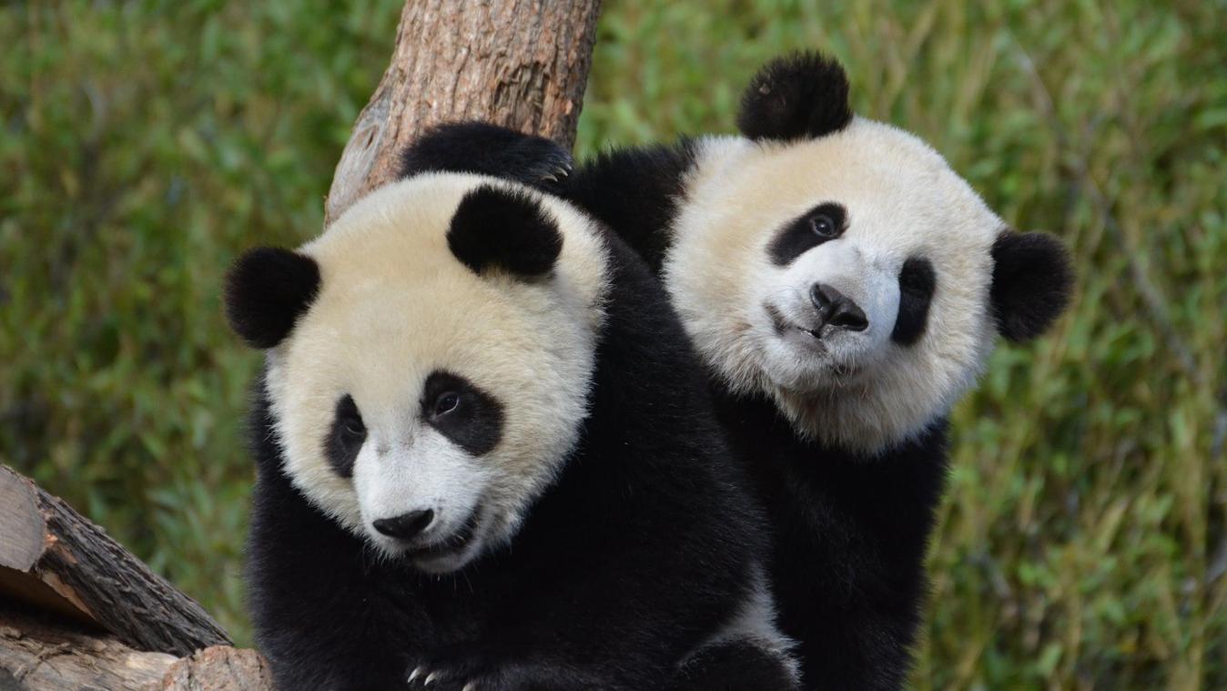 Belgio, Bao Di e Bao Mei, i panda gemelli debuttano in pubblico sul nuovo padiglione