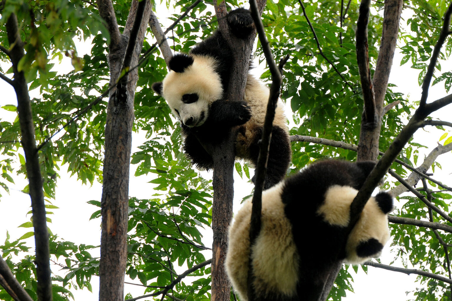Bifengxia Panda Base: come vedere i panda giganti in Sichuan