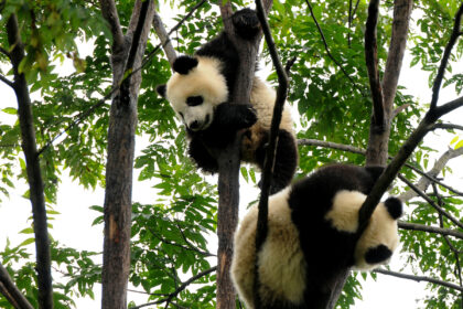 Bifengxia Panda Base: come vedere i panda giganti in Sichuan