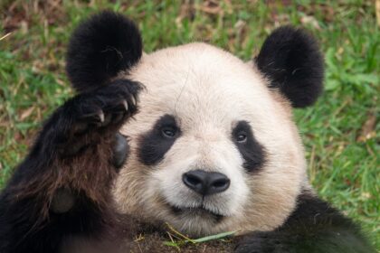 Hao Hao torna in Cina la panda gigante di Pairi Daiza riceverà cure specialistiche