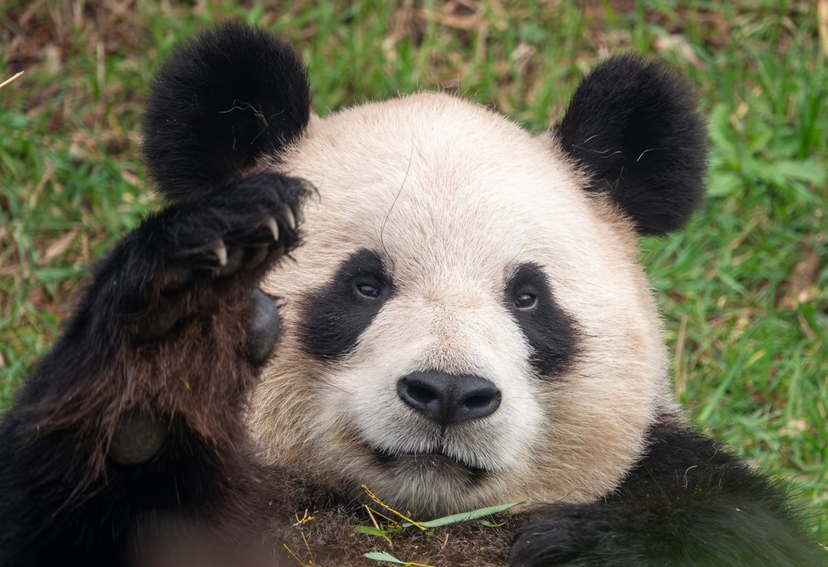 Hao Hao torna in Cina la panda gigante di Pairi Daiza riceverà cure specialistiche