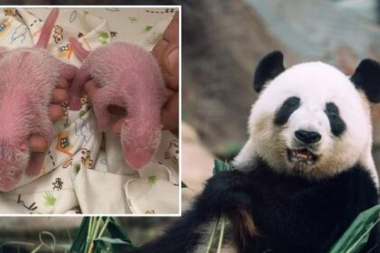 Hong Kong, il panda Ying Ying ha dato alla luce a 19 anni due gemelli panda: la storia