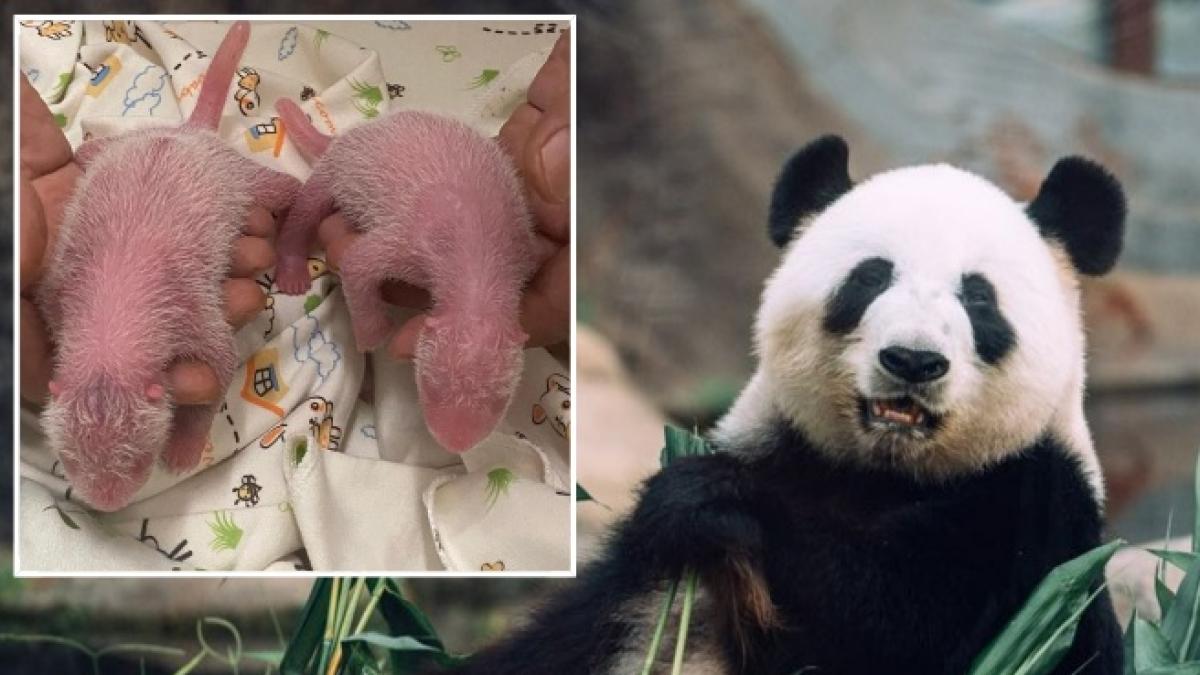 Hong Kong, il panda Ying Ying ha dato alla luce a 19 anni due gemelli panda: la storia