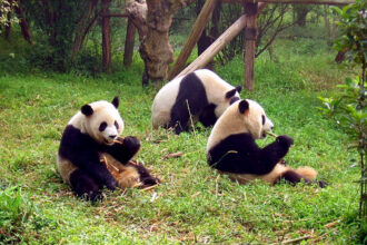 I panda mangiano pesce? La verità sulla dieta del panda gigante