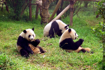 I panda mangiano pesce? La verità sulla dieta del panda gigante
