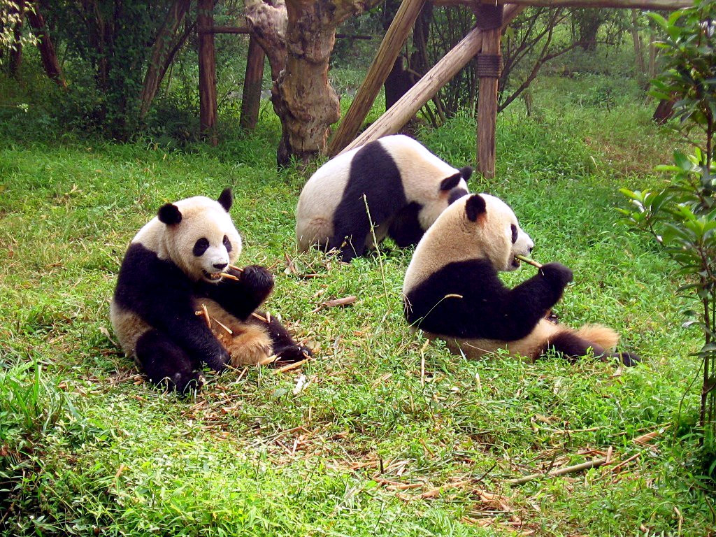 I panda mangiano pesce? La verità sulla dieta del panda gigante