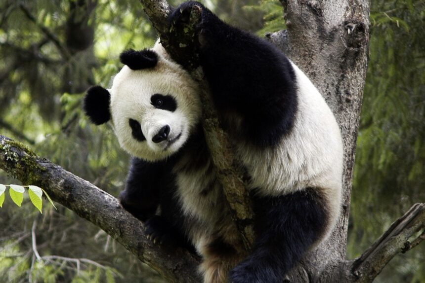 In quale clima vivono i panda? La verità