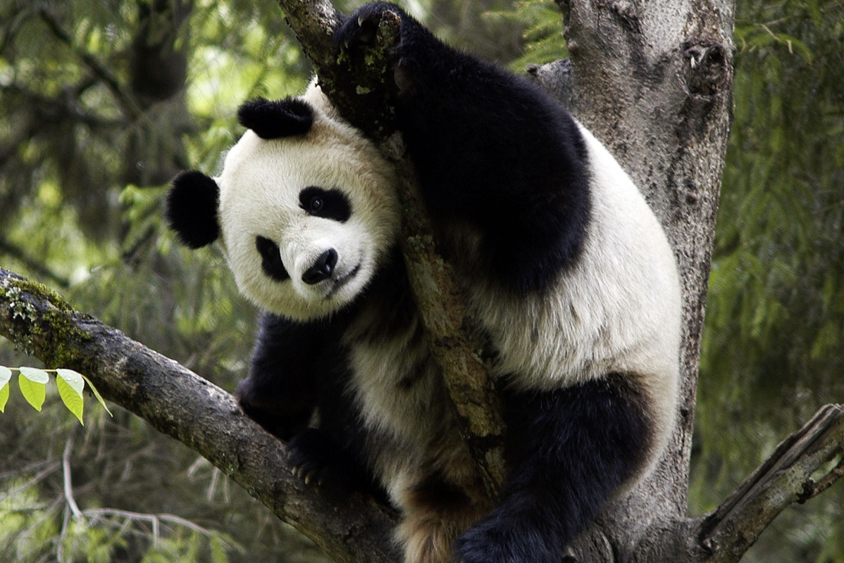 In quale clima vivono i panda? La verità