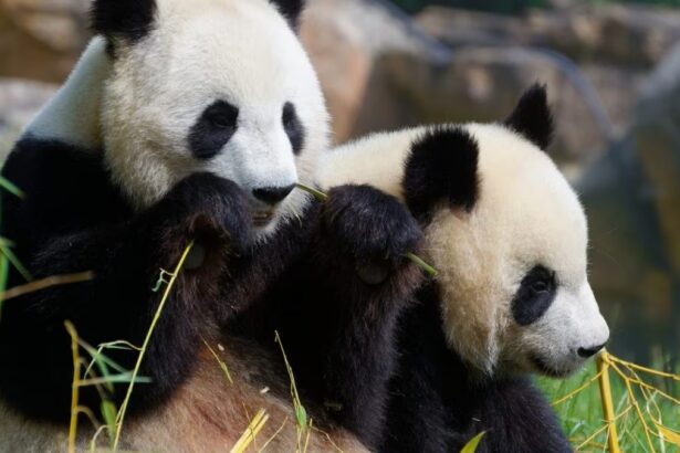 La diplomazia dei panda: il ponte sino-francese tra conservazione e amicizia