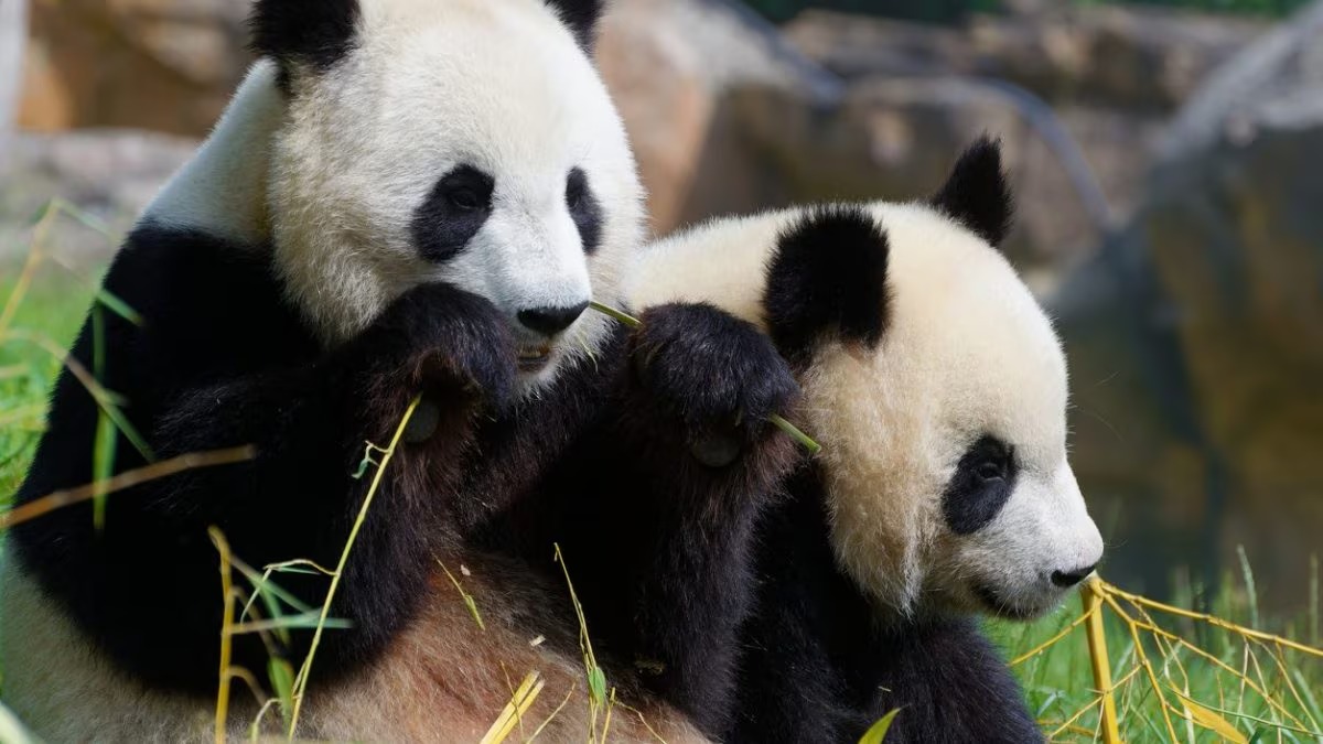 La diplomazia dei panda: il ponte sino-francese tra conservazione e amicizia