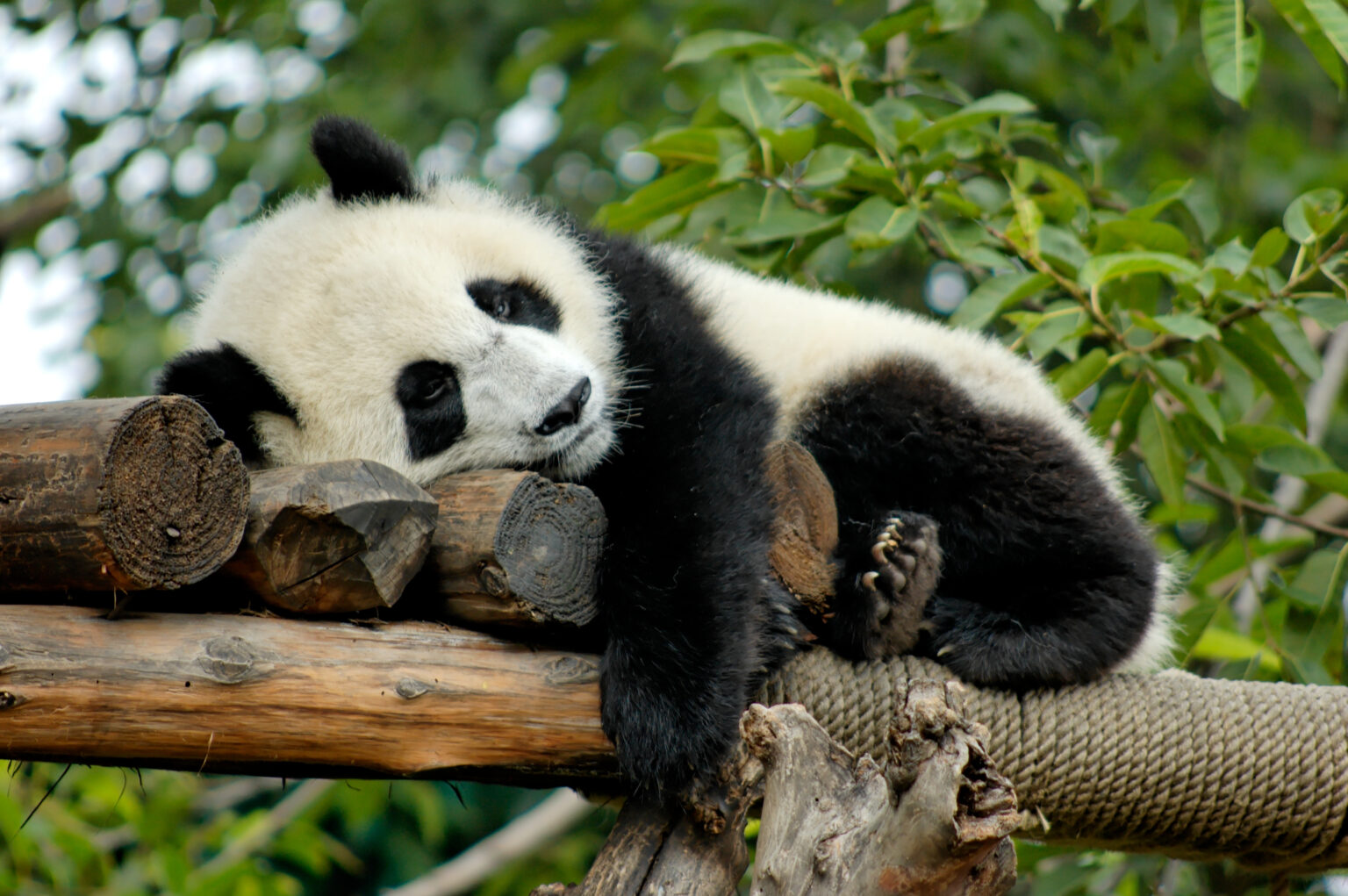 La gentilezza del panda gigante: quando la dolcezza diventa forza