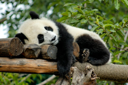La gentilezza del panda gigante: quando la dolcezza diventa forza
