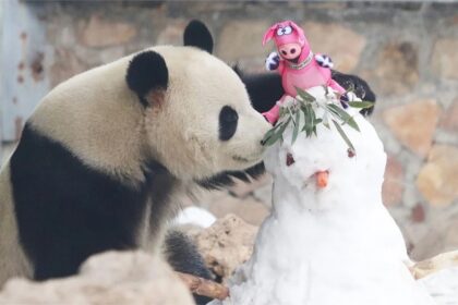 Meng Lan conquista Beijing Fun: il nuovo parco panda nel cuore storico di Pechino