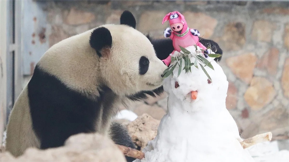 Meng Lan conquista Beijing Fun: il nuovo parco panda nel cuore storico di Pechino