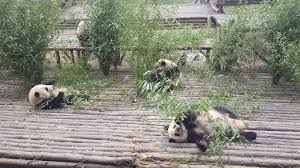 Mianyang Panda Base apre al pubblico: la nuova casa naturale dei panda giganti in Cina
