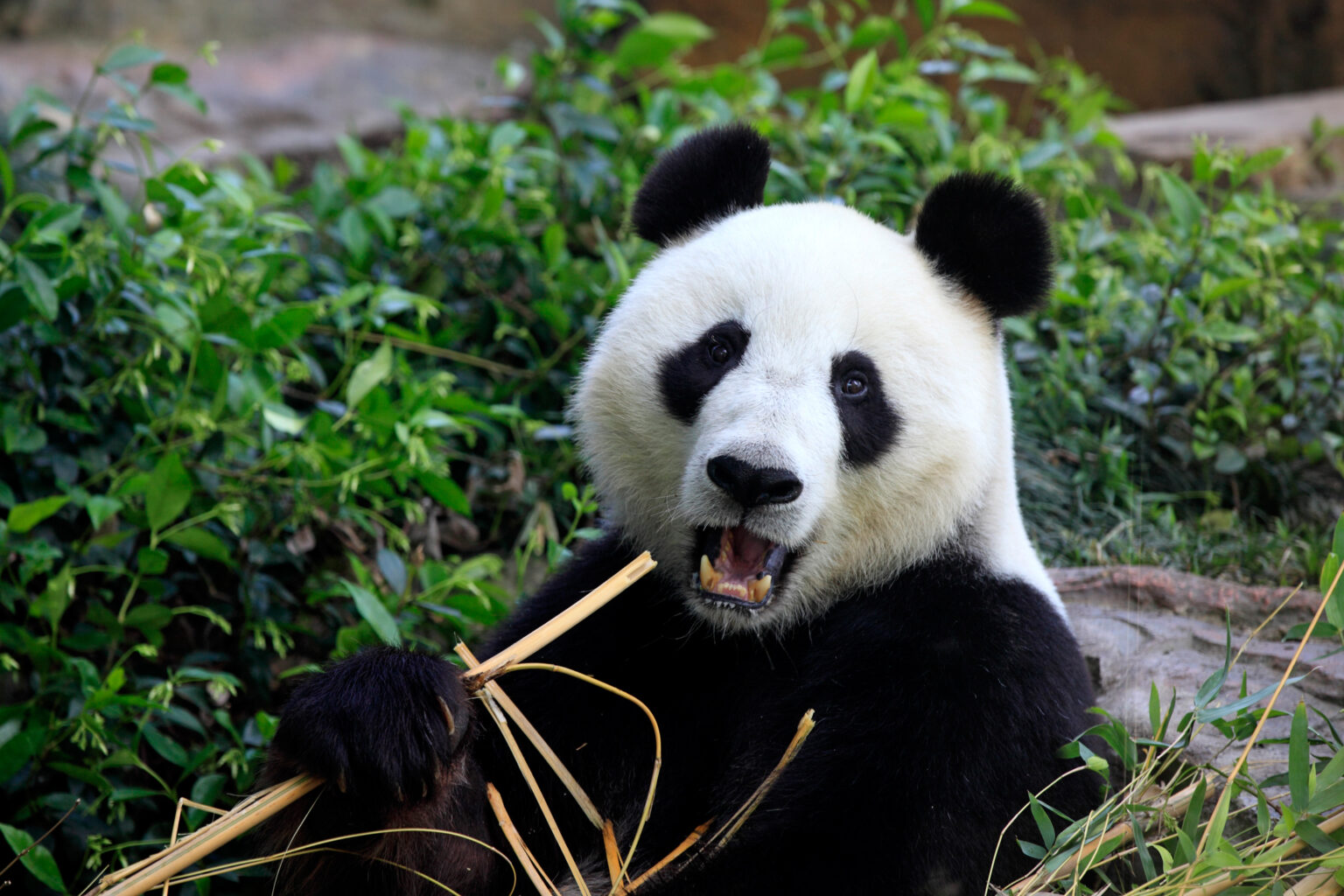 Panda giganti e casa intelligente: come Chengdu usa la tecnologia per farli vivere meglio