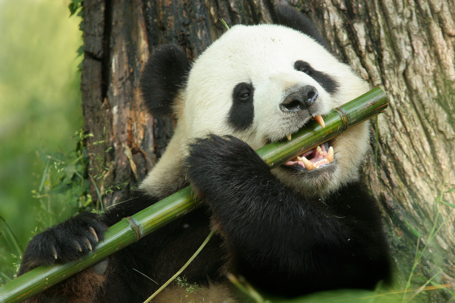 Perché il panda gigante non riesce a digerire il bambù: il vero dilemma evolutivo del “falso erbivoro”