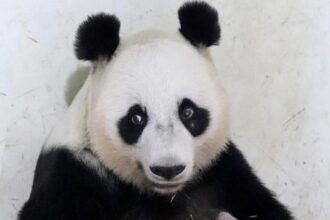 Primo cucciolo di panda in Indonesia chi è Rio e perché può far esplodere il turismo