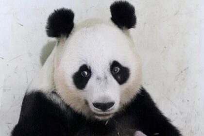 Primo cucciolo di panda in Indonesia chi è Rio e perché può far esplodere il turismo
