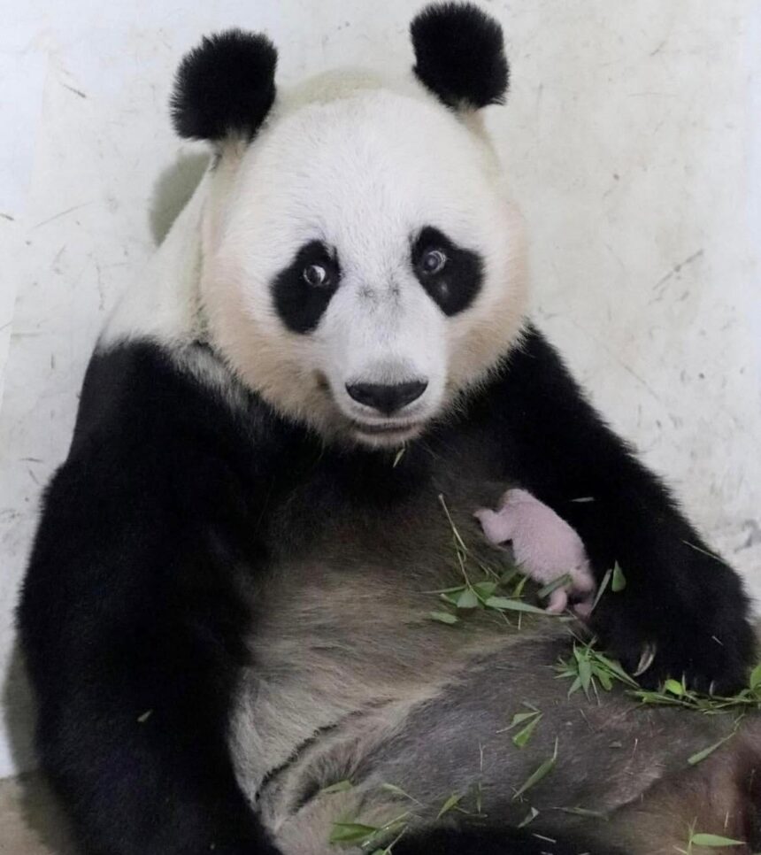 Primo cucciolo di panda in Indonesia chi è Rio e perché può far esplodere il turismo