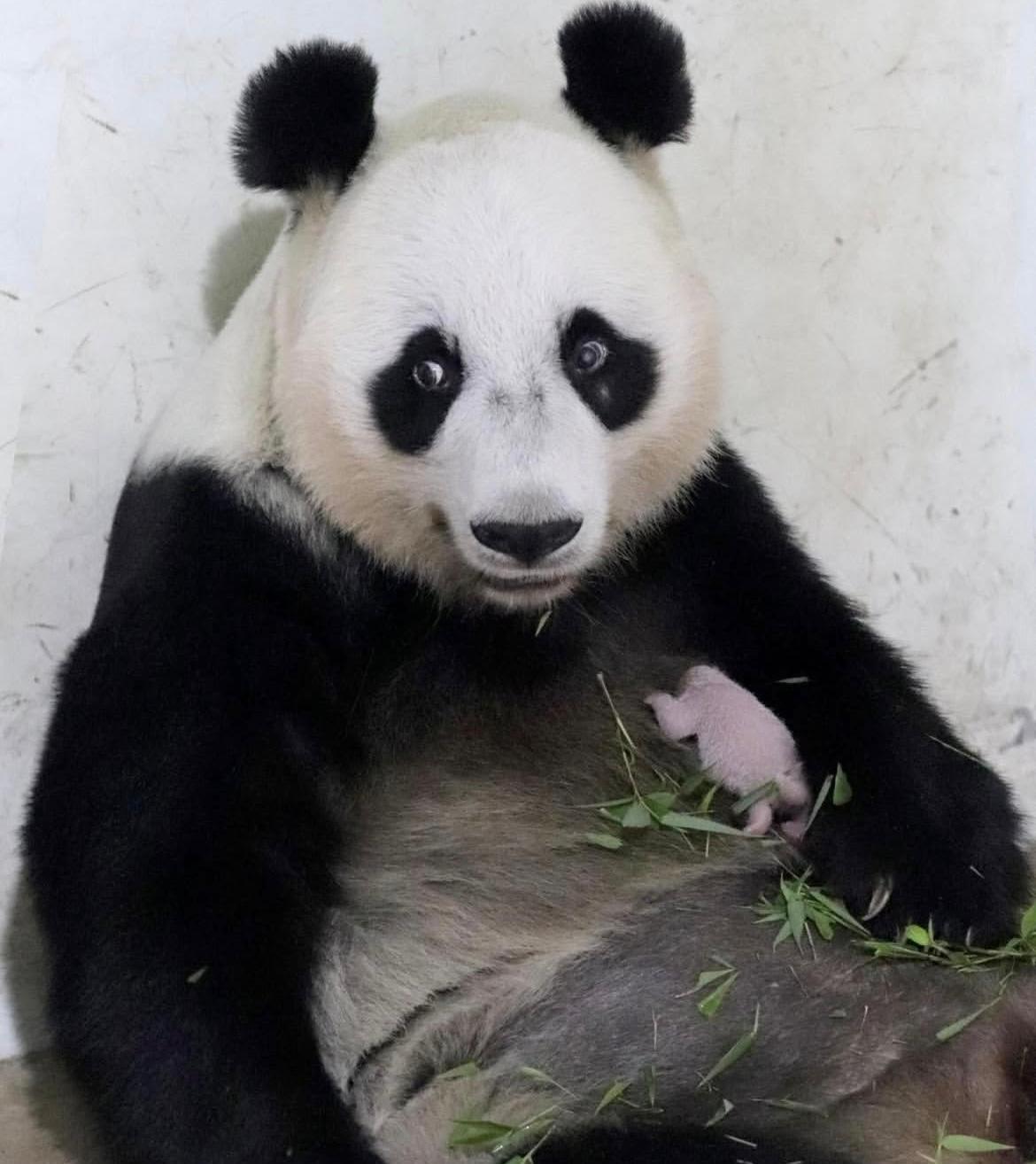 Primo cucciolo di panda in Indonesia chi è Rio e perché può far esplodere il turismo