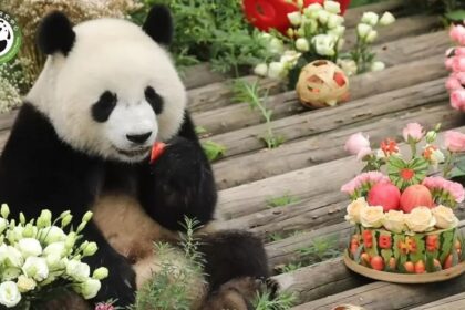 Rong Rong, il panda birichino figlio del celebre Qi Zai: vita, adozione e amicizie