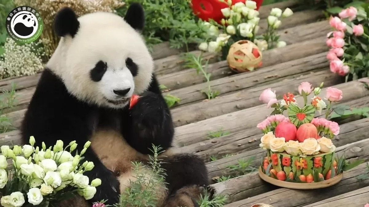 Rong Rong, il panda birichino figlio del celebre Qi Zai: vita, adozione e amicizie