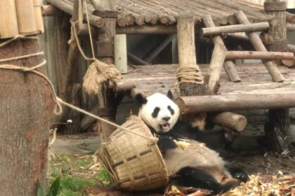 Sunshine Nursery, la “casa felice” dei cuccioli di panda: dentro la nursery super sicura di Chengdu
