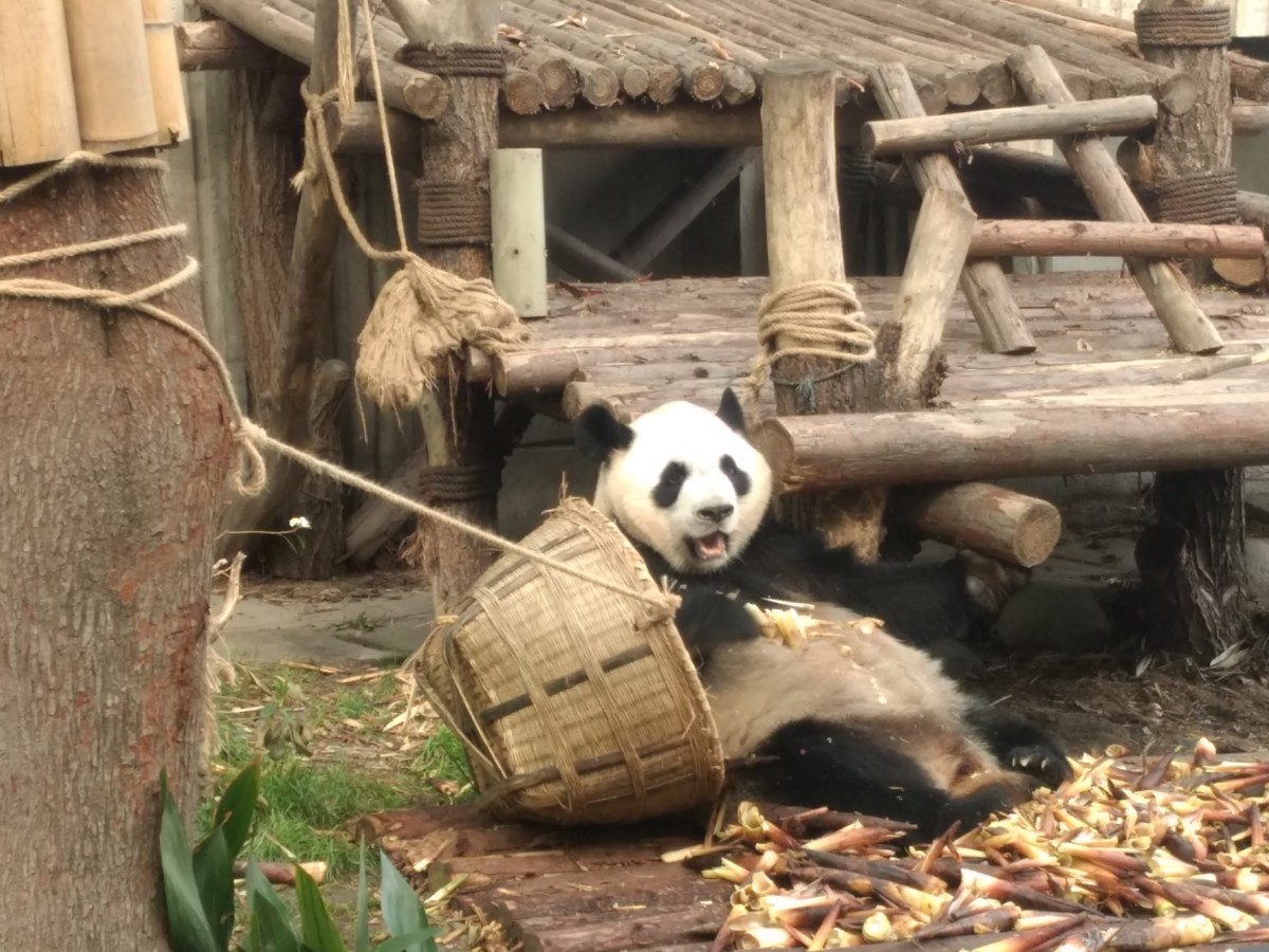 Sunshine Nursery, la “casa felice” dei cuccioli di panda: dentro la nursery super sicura di Chengdu