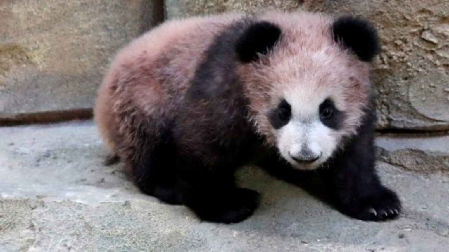 Yuan Meng, il sogno diventato panda: dalla nascita in Francia al ritorno in Cina