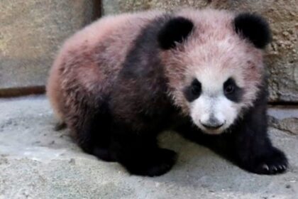 Yuan Meng, il sogno diventato panda: dalla nascita in Francia al ritorno in Cina