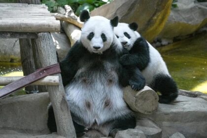 Chen Xing e Xiao Yue fanno il loro debutto in Malesia allo Zoo Negara