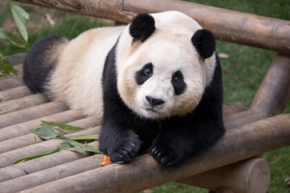 Cina-Corea, il Presidente Lee interviene sul dibattito della "panda diplomacy"